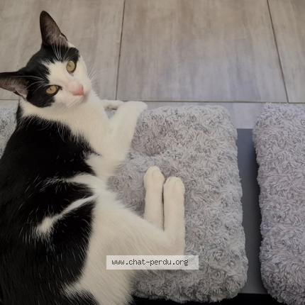 Photo 1/1 Tigrou Chat lost in Marignane 13700