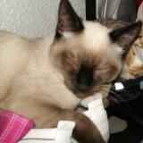 Picture of cat lost at Bayet