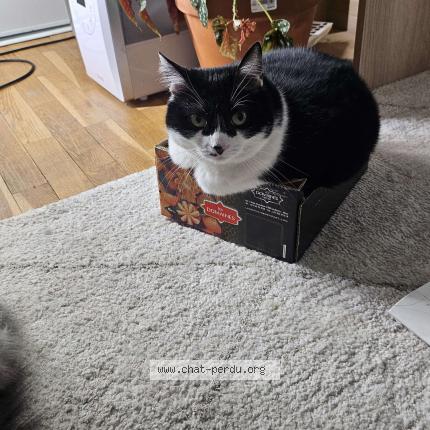 Photo 1/1 Loki Chat lost in Caluire et cuire