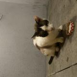 Picture of cat found at Montigny Les Cormeilles