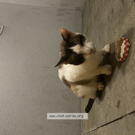 Photo 1/1 Found cat Found in Montigny les cormeilles