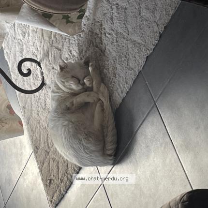 Photo 1/1 Oreo Chat lost in Sacquenville