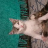 Picture of cat lost at Availles Limouzine