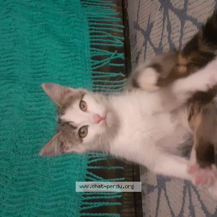 Photo 1/1 Mystie Chat lost in Availles limouzine