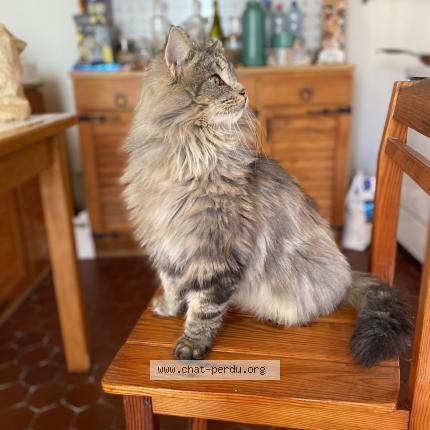 Photo 1/1 PTITLOUP Chat lost in Bussiere galant