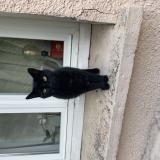 Picture of cat found at Dreux