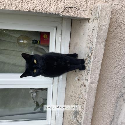 Photo 1/1 Cat reunited Found in Dreux
