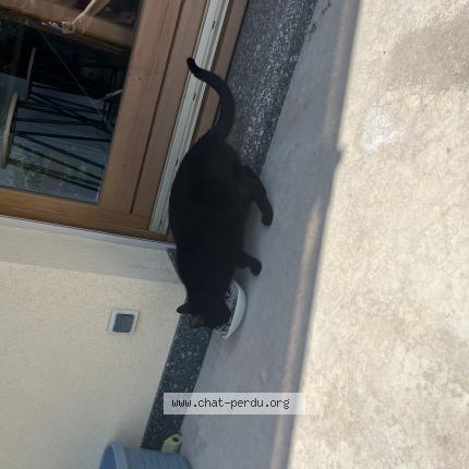 Photo 1/1 Mimi Chat lost in Cleurie