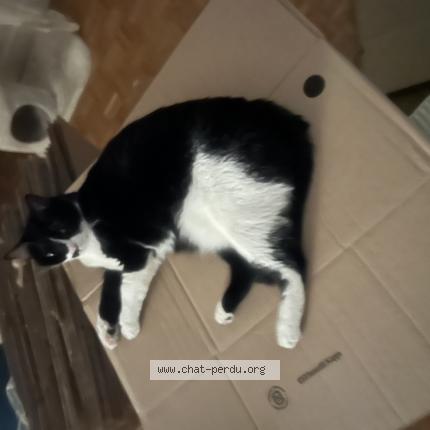 Photo 1/1 Timy Chat lost in Devilles les rouen