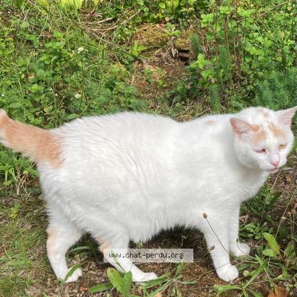 Photo 1/1 Minoes Chat lost in Souillac