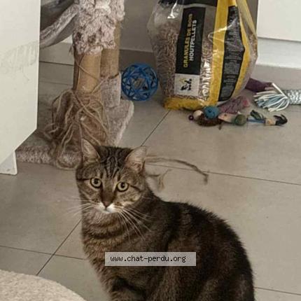 Photo 1/1 Ulya Chat lost in Linselles