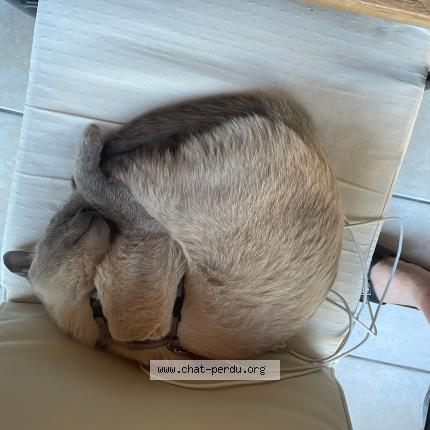 Photo 1/1 Charly Chat lost in Vertou