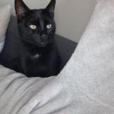 Picture of cat lost at Bruxelles