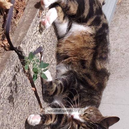 Photo 1/1 Moustique Chat lost in Valence