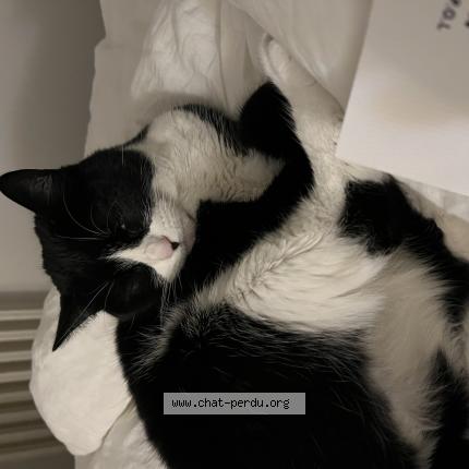 Photo 1/1 Socquette Chat lost in Antibes