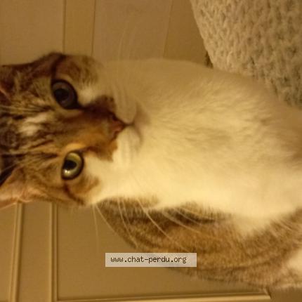 Photo 1/1 Chili Chat lost in Saint etienne du bois
