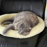 Minette