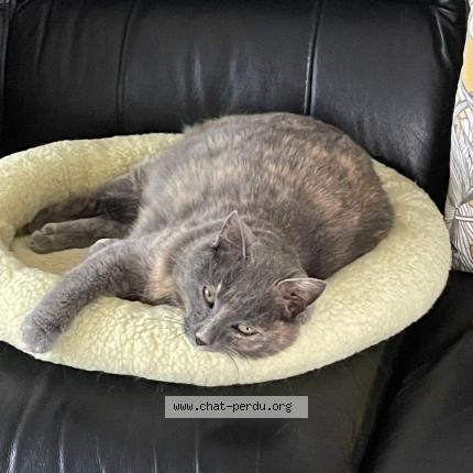 Photo 1/1 Minette Chat lost in Gilly