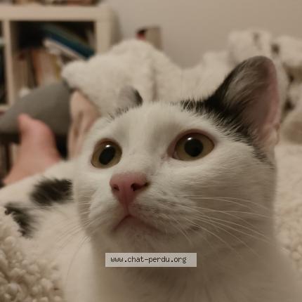 Photo 1/1 Found cat Found in Pau