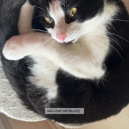 Photo 1/1 Oreo Chat lost in Carmaux