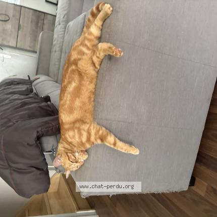 Photo 1/1 Guizmo Chat lost in Maxeville