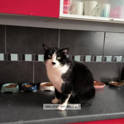 Photo 1/1 Malicia Chat lost in Cologne