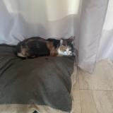 Picture of cat lost at L Abergement Ste Colombe