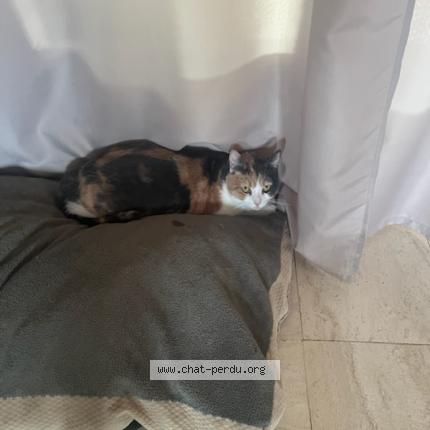 Photo 1/2 THYA Chat lost in L abergement ste colombe