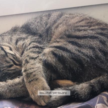 Photo 1/1 Yuna Chat lost in Saint michel de llotes