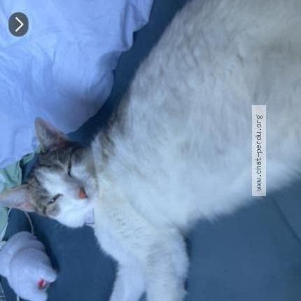 Photo 1/4 Cat reunited Lost in Nanterre