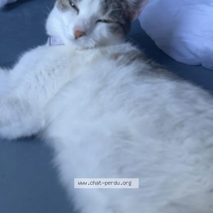 Photo 3/4 Cat reunited Lost in Nanterre