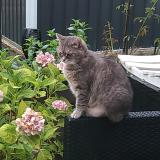 Picture of cat lost at Pontault Combault