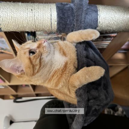 Photo 1/1 Tokyo Chat lost in Bressols