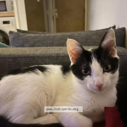 Photo 1/1 Vladimir Chat lost in Saint laurent du var