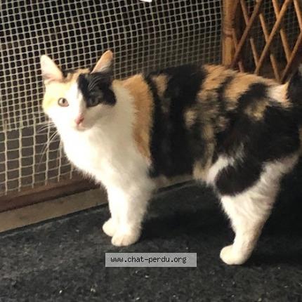 Photo 1/1 KAWAI Chat lost in Macon