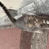 Picture of cat found at Les Pavillons Sous Bois