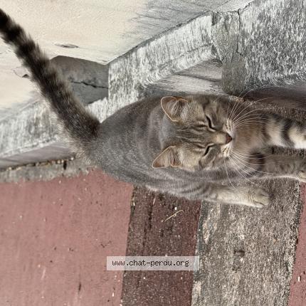 Photo 1/1 Found cat Found in Les pavillons sous bois