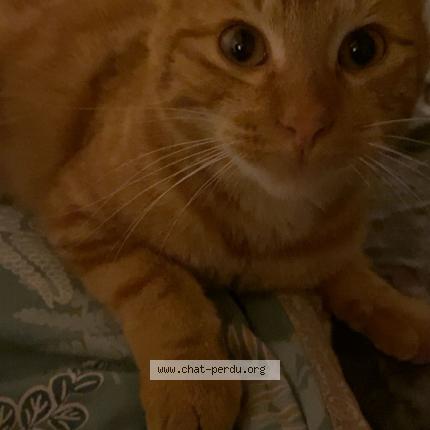 Photo 1/1 Roucky Chat lost in Limours