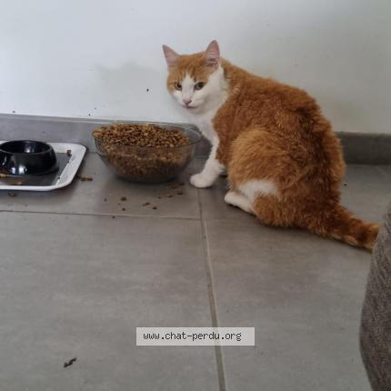 Photo 1/1 Vayu Chat lost in St louis