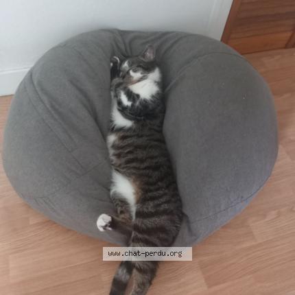 Photo 1/2 Diablo Chat lost in Querqueville