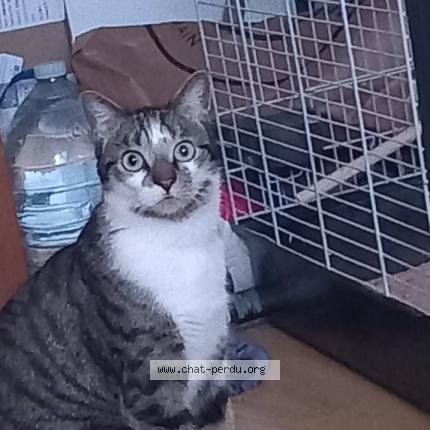 Photo 2/2 Diablo Chat lost in Querqueville