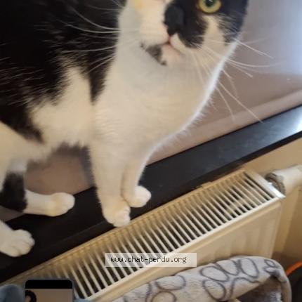 Foto 1/1 Kat teruggevonden Vermist in Schaerbeek