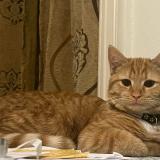 Picture of cat lost at Verviers