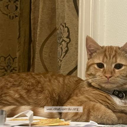 Photo 1/1 Gucci Chat lost in Verviers