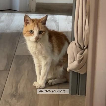 Photo 1/1 Oliver Chat lost in Nice