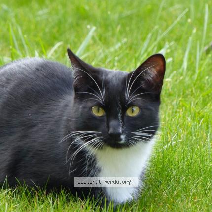 Foto van vermiste kat in Court Saint Etienne