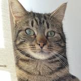 Picture of cat lost at Blanzay