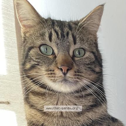 Photo 1/1 MG Chat lost in Blanzay