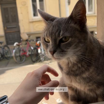 Photo 1/1 Minouche Chat lost in Strasbourg