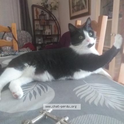 Photo 3/3 Felix Chat lost in Apremont